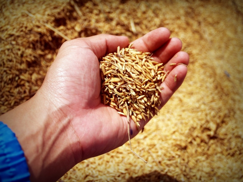 wheat, one person, field, farm, finger, human body part, holding, puring, person, hand, brown, seed, yellow, hands cupped, 2K, close-up, real people, seeding