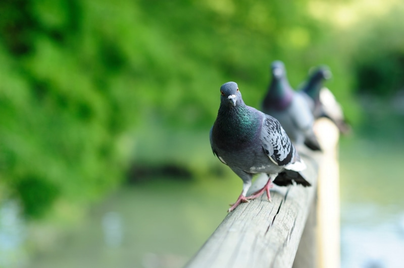 close-up, birds, railing, animals, wooden post, selective focus, vertebrate, no people, animal, focus on foreground, pigeons, bird, animal wildlife, outdoors