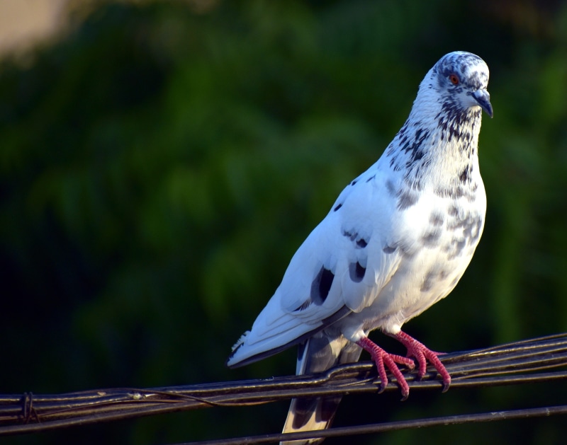 outdoors, nature, day, bird, animals in the wild, animal, white pigeon, no people, wood - material, vertebrate, railing, 4K, one animal, close-up, focus on foreground