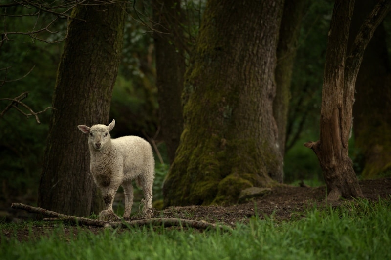 no people, animal, tree, one animal, domestic animals, animals in the wild, woodland, standing, two, livestock, baby animals, 720P, mammal, branch, pigeons