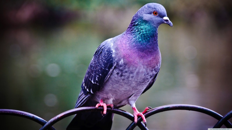 one animal, looking, outdoors, close-up, focus on foreground, side view, songbird, bird, day, pink, no people, pigeons, 4K, green, animal wildlife, nature