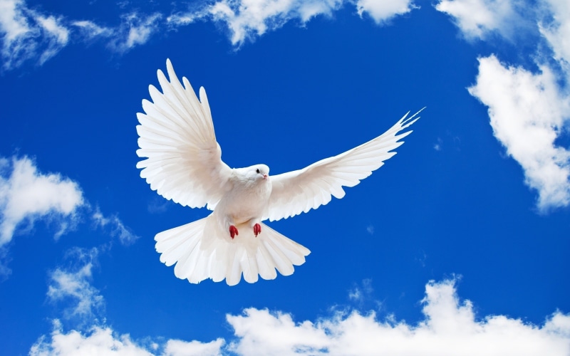 2K, animals, dove, domestic, white, beautiful, peace, pigeon