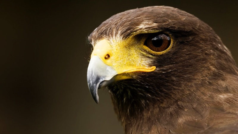 falcon - bird, yellow, vertebrate, bird of prey, no people, eagle, animal themes, animals in the wild, eagle - bird, pigeon, beak, animal wildlife, looking