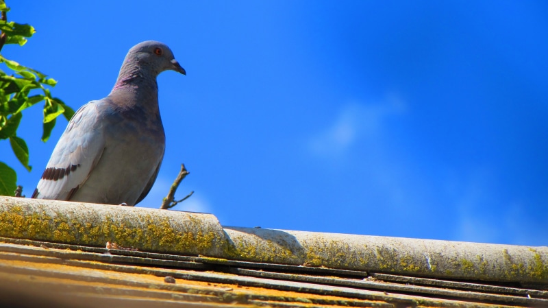 architecture, focus on foreground, vertebrate, animal themes, low angle view, pigeons, animals in the wild, day, pigeon, sky, blue, bird, dove - bird, birds