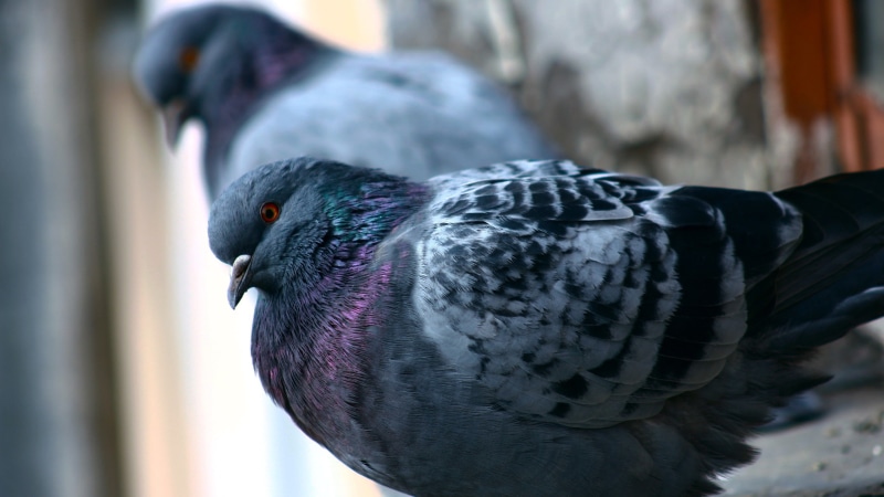 birds, 2K, pigeons