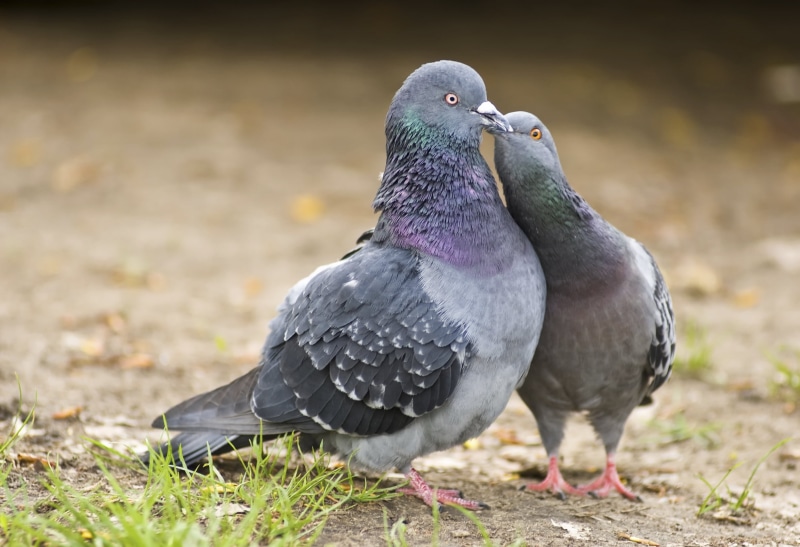 kissing, field, doves, gray, group of animals, focus on foreground, nature, Birds, vertebrate, kiss, pigeon, zoology, no people, outdoors, animal, 1080P