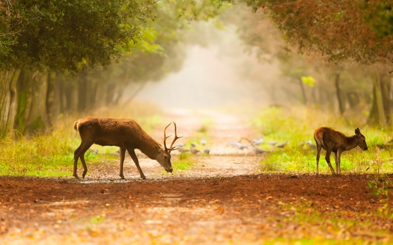 deer, 720P, pigeons, baby, road, trees, blurred