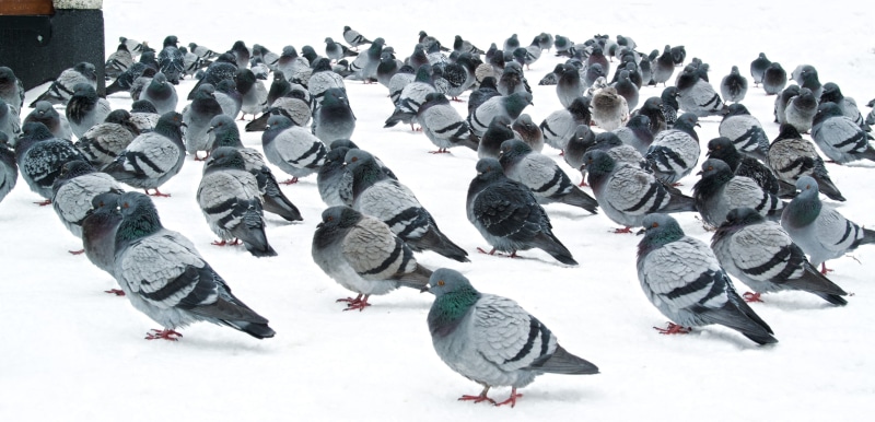 vertebrate, bird, land, animal themes, cold temperature, beauty in nature, animals in the wild, flock of birds, group of animals, large group of animals