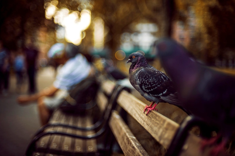 outdoors, pigeon, wood - material, no people, city, 1080P, focus on foreground, day, birds, bird, urban, animal wildlife, close-up, animals in the wild