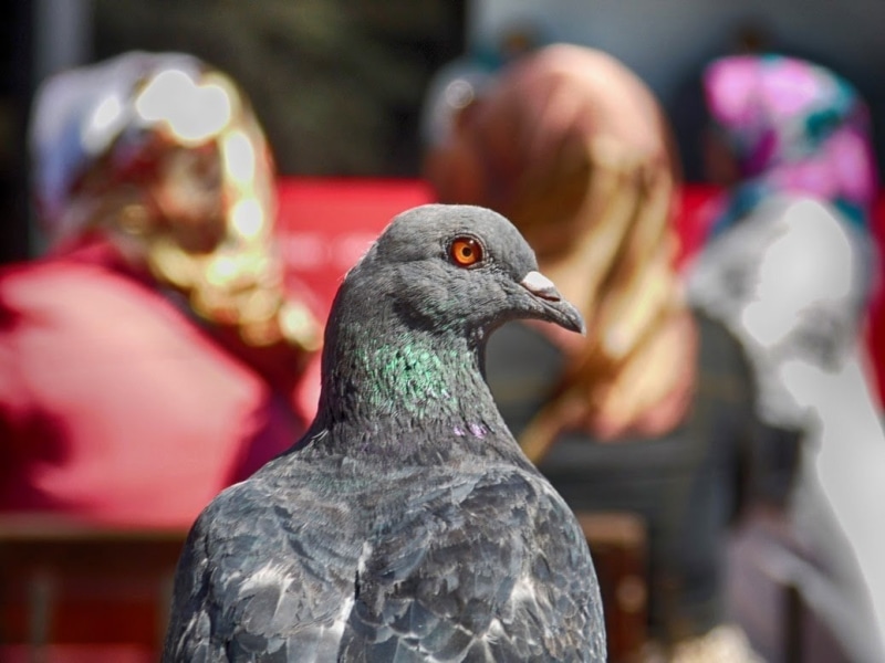 bird, close-up, outdoors, no people, day, selective focus, vertebrate, animals in the wild, animal body part, pigeon, 480P, focus on foreground, beak