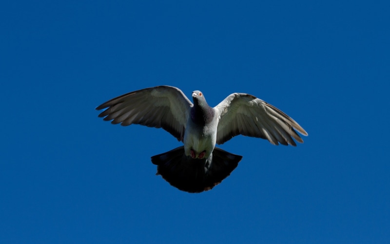 birds, sky, pigeons, 2K