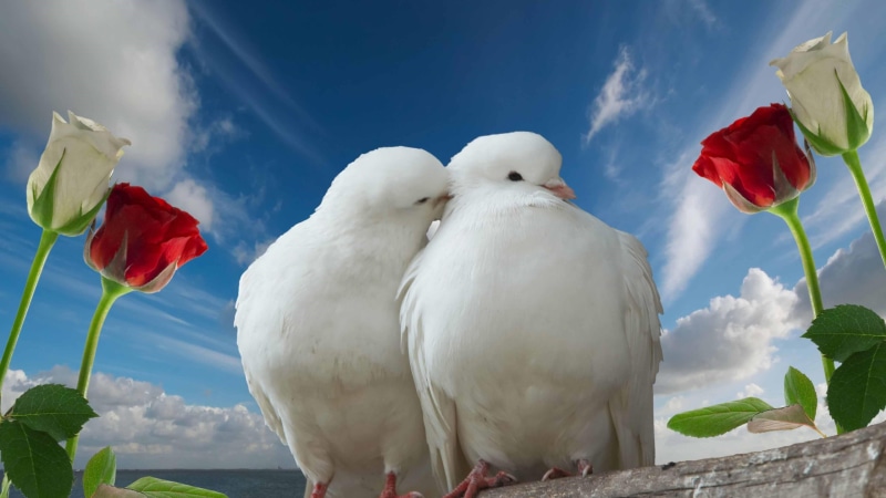 romantic, 4K, emotion, couple, roses, love, dove, doves, birds, white dove