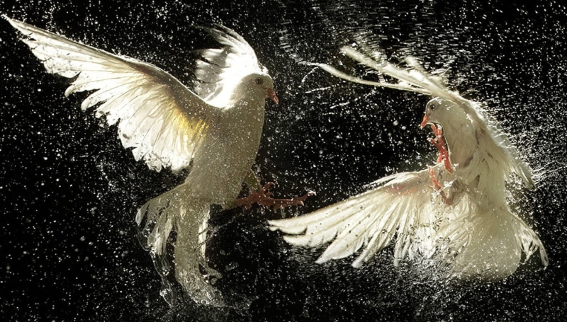 animal wildlife, white color, 720P, one person, dancing, real people, splashing, black background, nature, motion, dove, full length, arms raised, hair
