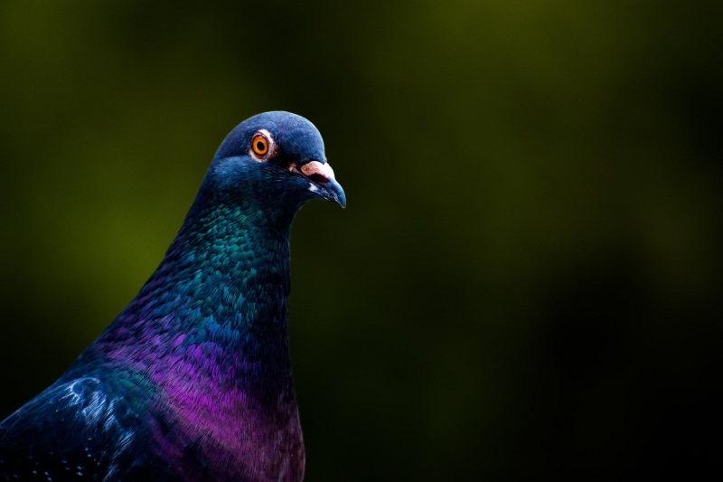 beak, pigeon, profile view, focus on foreground, animal themes, vertebrate, copy space, animals, close-up, blue, 1080P, animal wildlife, nature, bird