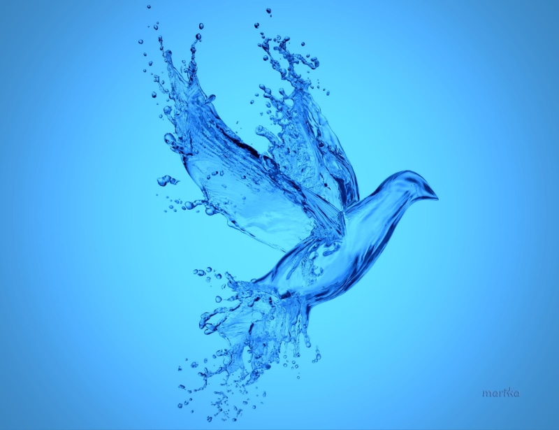 water, blue, splash, bird, dove, 1080P, drops, aqua