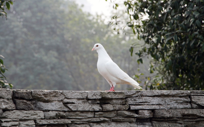 white color, one animal, retaining wall, animal, closeup, no people, plant, outdoors, bird, day, vertebrate, white, tree, full length, 4K, dove, nature