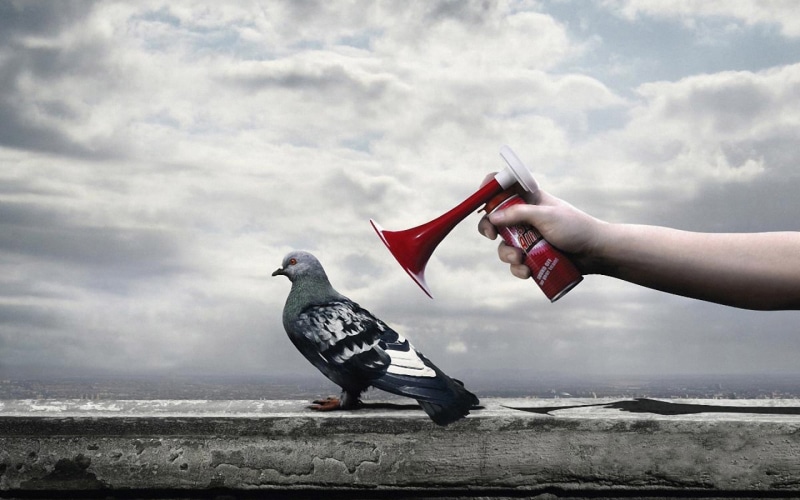 dove, humor, hands, 1080P, animals, birds