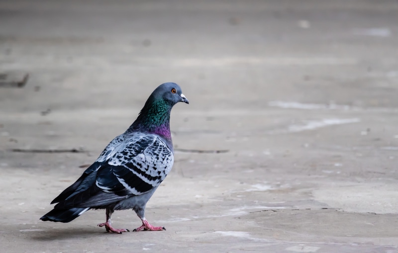 pigeon, day, poultry, one animal, bird, ala, zoology, 4K, beak, flywheel, side view, fauna, focus on foreground, flight, perching, feathers, outdoors