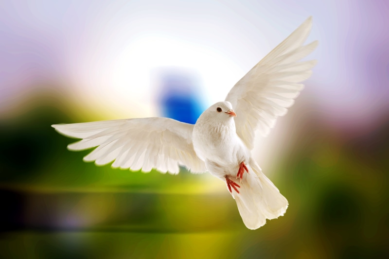 fly, wing, soaring, animals in the wild, purity, sky, blue, symbols of peace, nature, gulls, one animal, animal body part, flight, mid-air, gull, animal themes