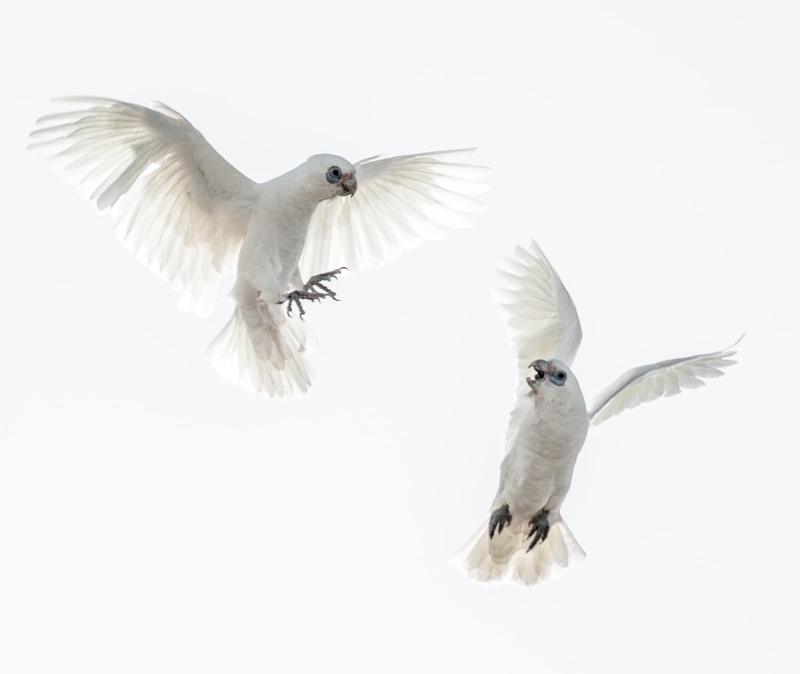 background, white, two, nature, symbols Of Peace, white birds, Corellas, Little, dove - Bird, birds, feather, bird, Sigma, pigeon, 1080P, animal Wing
