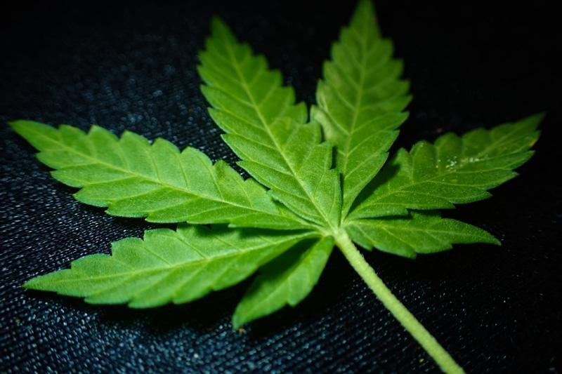 outdoors, growth, pot, sativa, beauty in nature, green, food, green color, macro, medical, weed, herbal, selective focus, smoke, addiction, ganja, close-up