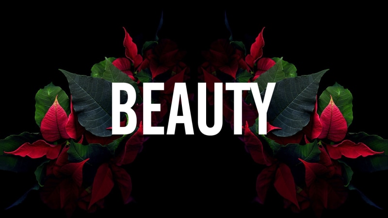 studio shot, plant, no people, 1080P, flower head, black background, indoors, sign, capital letter, close-up, night, flowering plant, flower, text, message