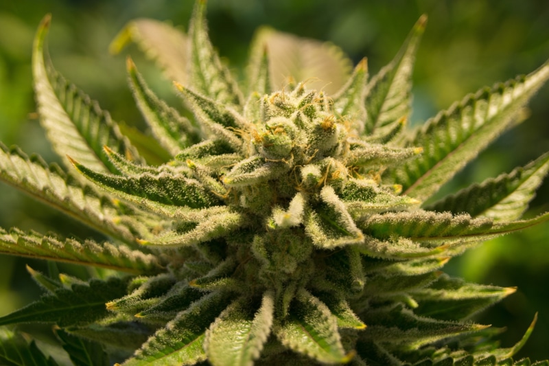 close-up, marihuana, photo, high, hemp, beauty in nature, sativa, growth, weed, coniferous tree, natural, marijuana, cannabis plant, plant, herbal medicine