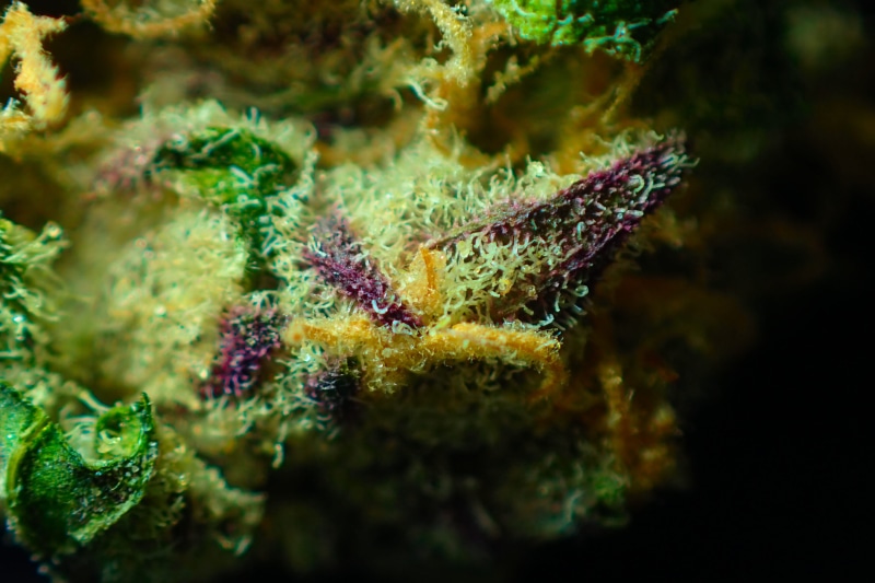 sativa, coral, organic, medicinal, thc, legalize, nature, fish, marijuana, dope, underwater, herb, 420, bud, plant, macro, poisonous, flower, weed, animal wildlife