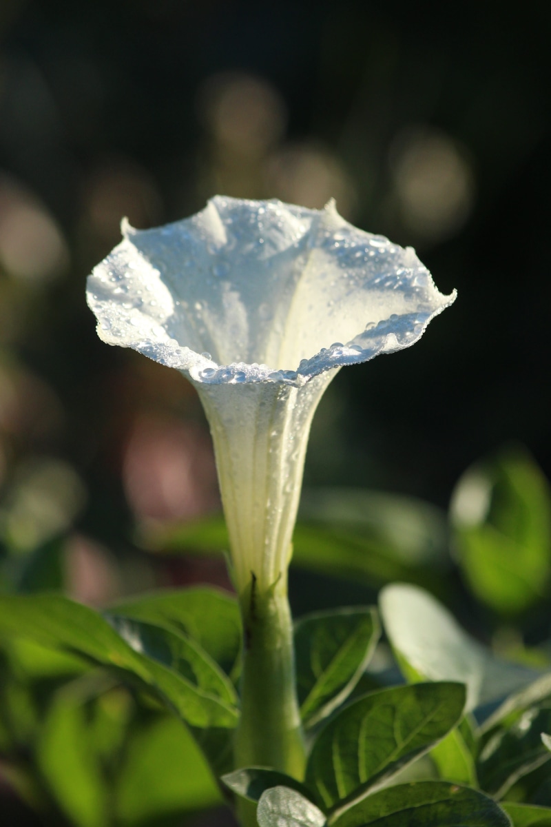 flower, white color, green color, morning, white flower, flora, leaf, food, drops, green, rosa, flower head, bloom, plant part, growth, outdoors, plant