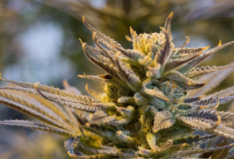 selective focus, narcotic, indoor, cold temperature, natural, sat, medical, frost, focus on foreground, medicine, outdoors, cannabis, sepal, herb, high