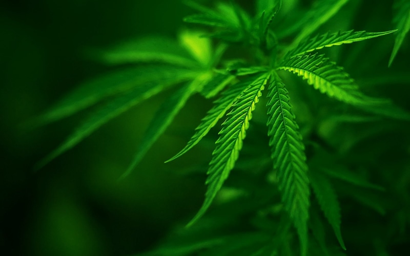 jane, grass, bud, marijuana, mary, 720P, dope, ditchweed