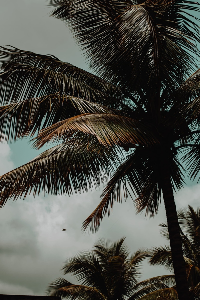 outdoors, sky, directly below, day, tropical tree, coconut palm tree, silhouette, trunk, india, tree, cloud - sky, growth, vasco, karnataka, cocain, coconut