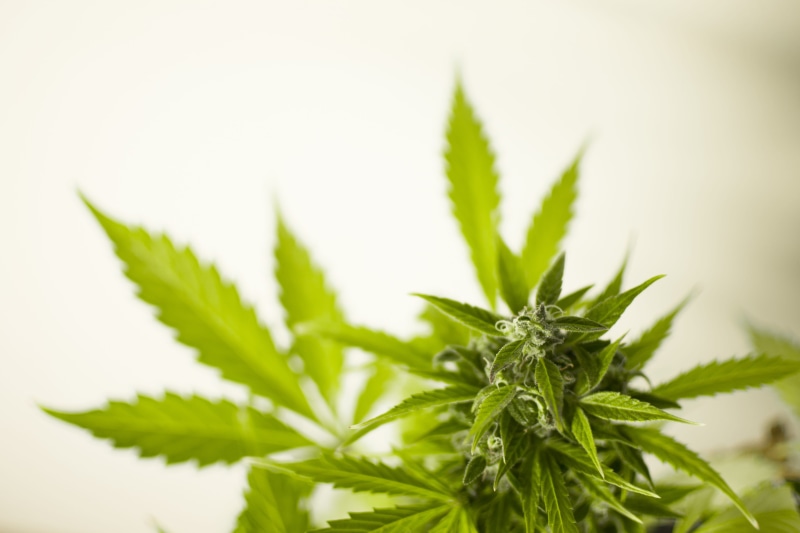 selective, photo, nutrition, medicine, narcotic, nature, usage, flora, gardening, home, use, marijuana, marijuana - herbal cannabis, freshness, addictive