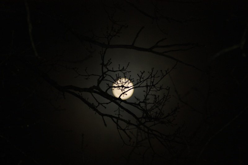tranquil scene, planetary moon, mystical, moon, beauty in nature, sky, full moon, dark, mysterious, no people, bare tree, astronomy, silhouette, outdoors