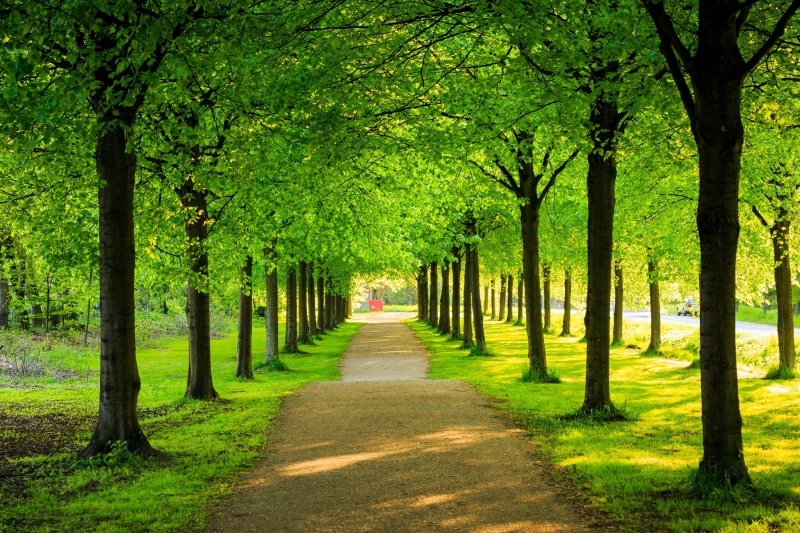 outdoors, footpath, Alley, Landscape, leaf, park, 1080P, forest, autumn, Braunschweig, green, nature, park - Man Made Space, green Color, Canon, tree