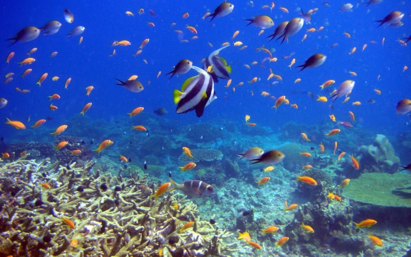 reef, coral, animal wildlife, animal themes, swimming Animal, beauty In Nature, large group of animals, blue, swimming, sea Life, marine, underwater, animal