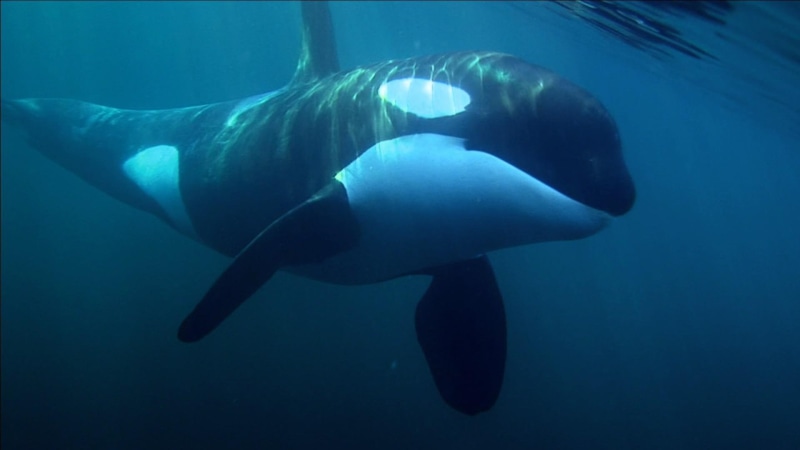 killer, oceans, black, animals, whale, shark, 1080P, white, whales, other
