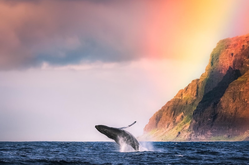 Animal, beach, 1080P, amazing, Ocean, Mountain, humpback, whale