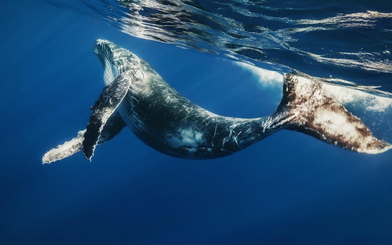 swimming Animal, beach, undersea, aquatic Mammal, no people, vertebrate, underwater, dolphin, sea Lion, wildlife, humpback whale, pacific Ocean, 2K, whale