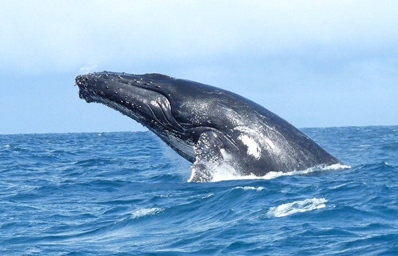 Madagascar, humpback Whale, wildlife, whale, Martinez, bosse, animal, voyage, nature, 720P, madagascar, Sainte Marie, Baleine, blue whale, sea, Segui