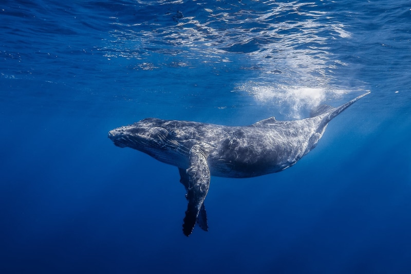 humpback whale long-armed, black, blue, dolphin, animal, sea Life, sea, aquatic Mammal, marine, 1080P, whale, wildlife, mammal, undersea, ocean, water