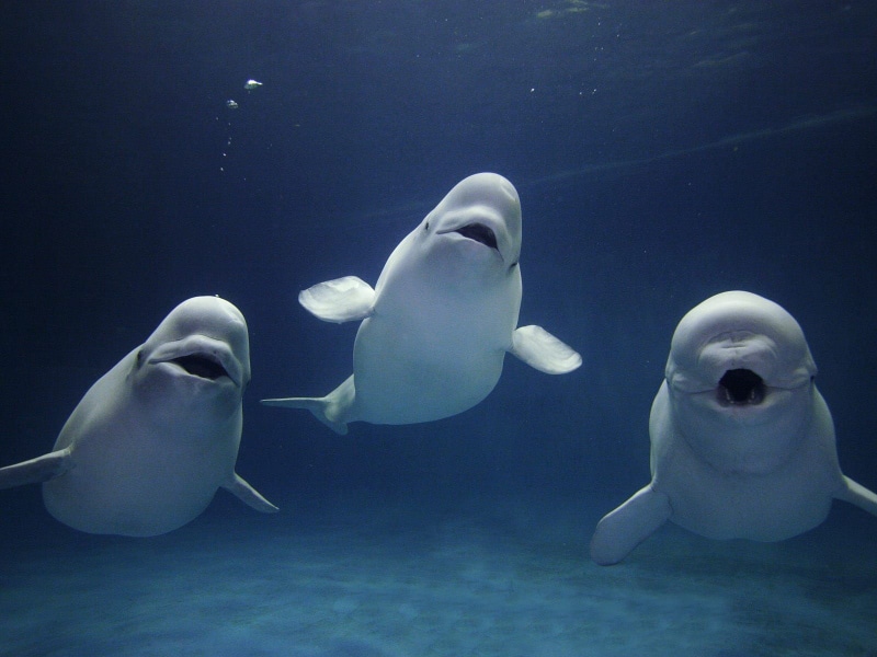 group of animals, nature, vertebrate, blue, whales, no people, tank, animal, sea life, aquarium, Animals, marine, sea, undersea, animal themes, white, swimming