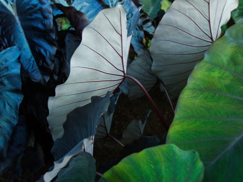 leaves, nature, plants, iOS, Ipod, 5K, Apple Inc., iPhone, iPad