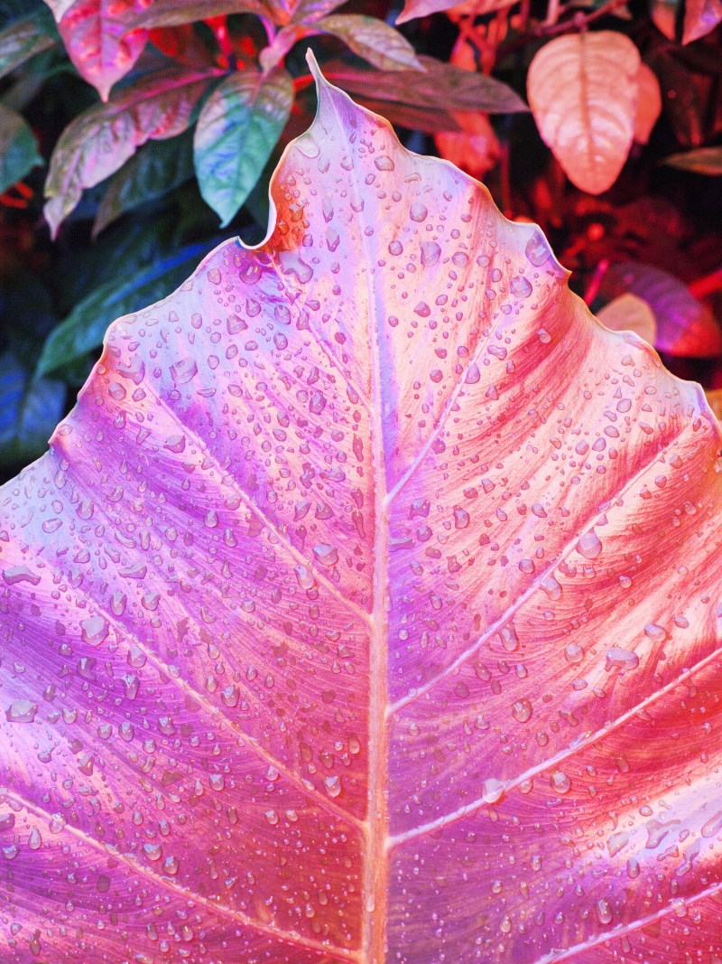 iPhone, growth, freshness, iOS, leaves, outdoors, close-up, 5K, change, raindrop, no people, water, plant part, nature, day, flower, vulnerability, beauty in nature