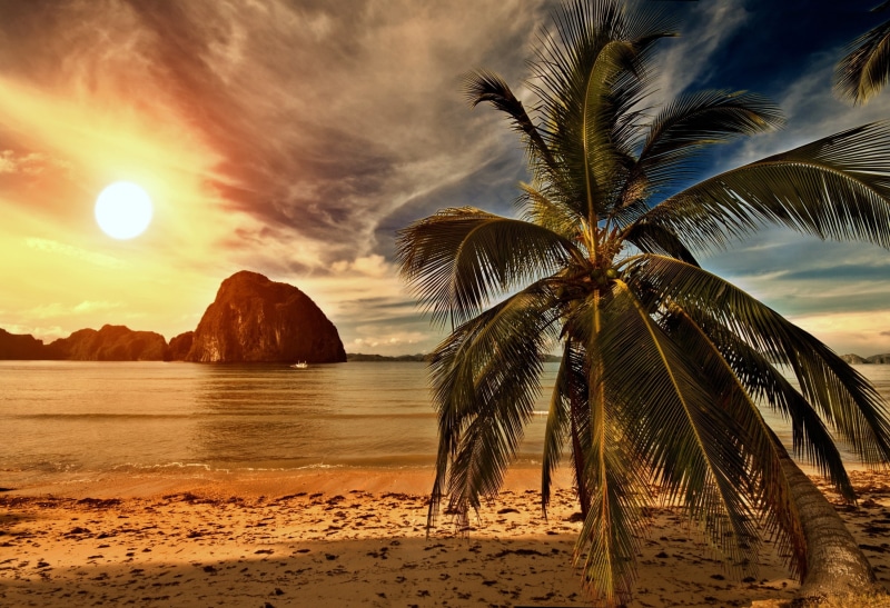 palms, Ocean, hd backgrounds, download, beach, s, 2K, palm, Sea, tropical, Sunset, paradise