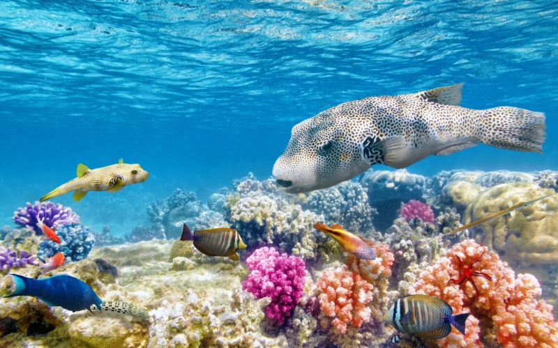 fish, 2K, seaworld, reef, underwater, ocean, colorful, world