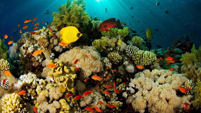 nature, reef, 1080P, underwater sealife, nature and landscapes, coral, coral reefs, exotic, exotic fish, fish