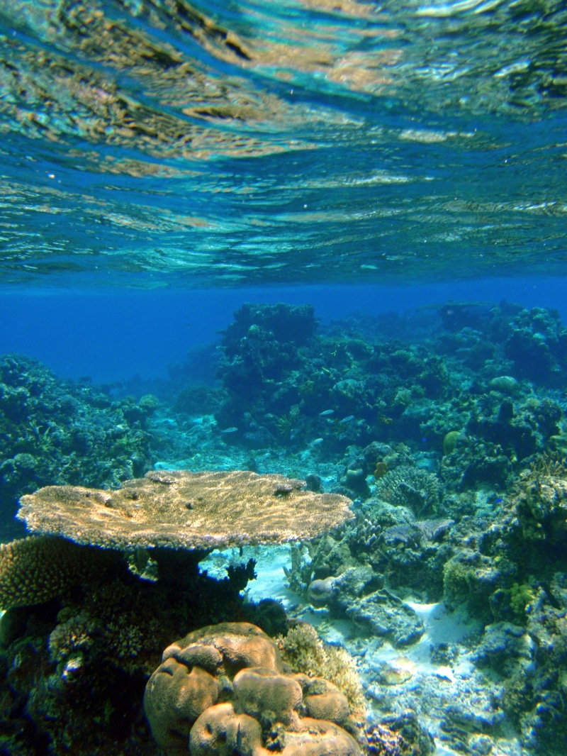 animal themes, tropical, photography, one animal, vertebrate, marine, ocean, undersea, animals in the wild, ecosystem, animal, coral, reef, animal wildlife