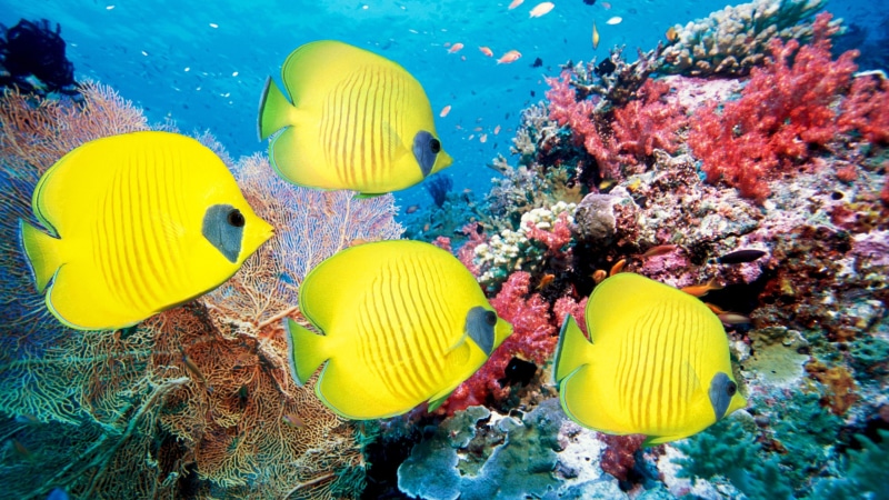 Tropical, Coral, corals, World, 2K, Underwater, Fish