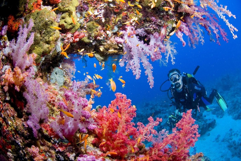 reef, 1080P, diving, sports, people, ocean, underwater, scuba, background, coral, fishes, sea